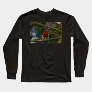 beautiful red breasted robin in mid song on tree branch Long Sleeve T-Shirt